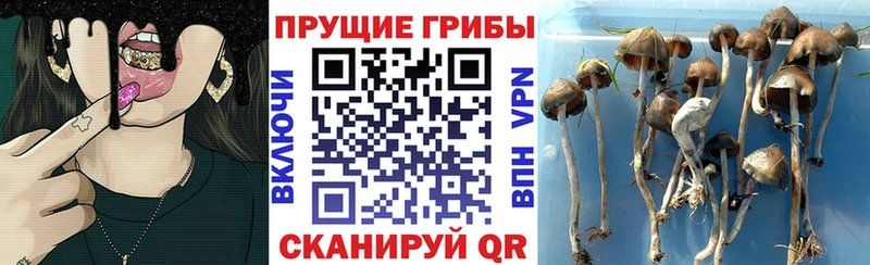 Галлюциногенные грибы прущие грибы  Мценск 